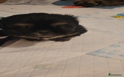 Shih Tzu dogs for sale: Shih tzu puppies - Image 8