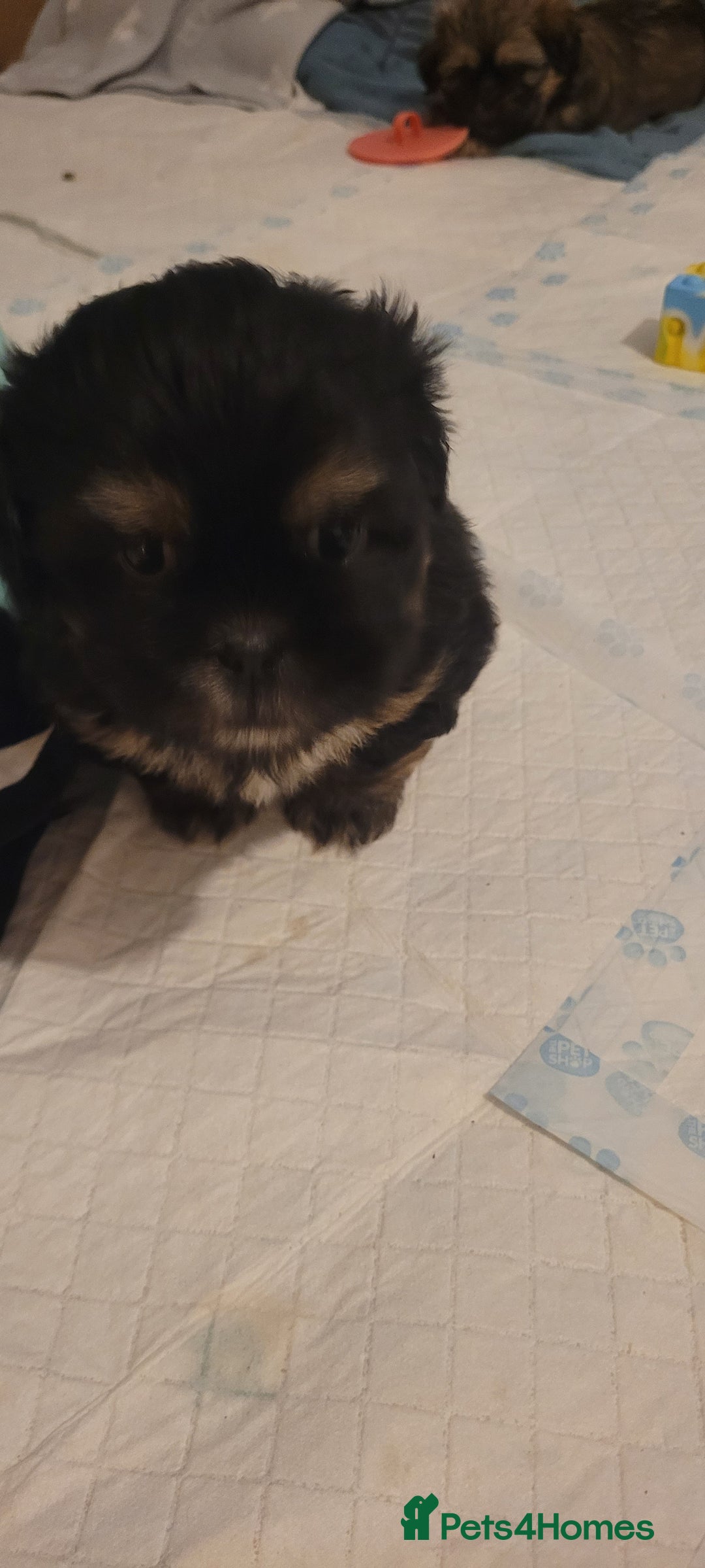 Shih Tzu dogs for sale: Shih tzu puppies - Image 8