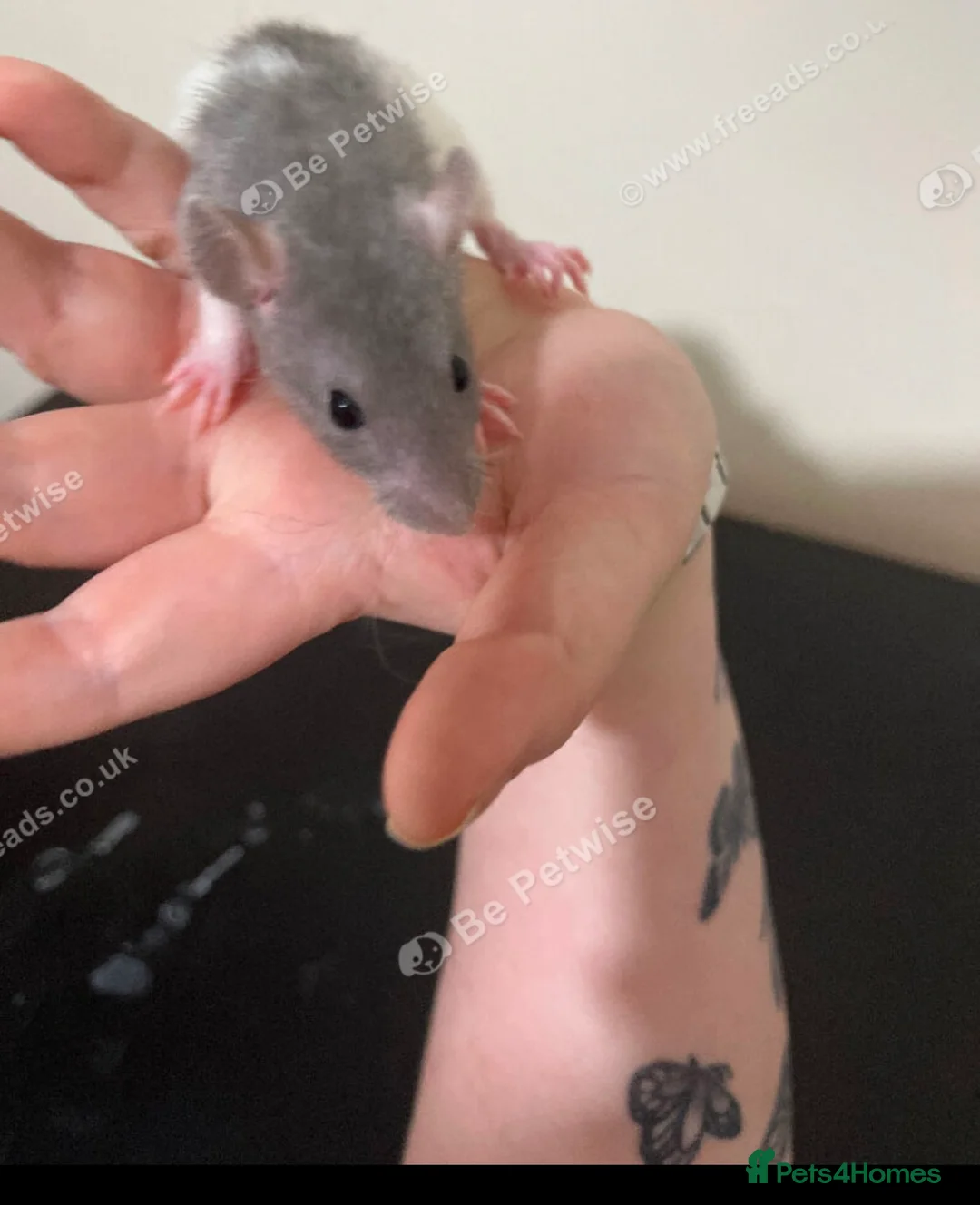 Rat rodents for sale: Baby rats for sale  - Advert 12