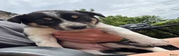 Border Collie dogs for sale: Border collie pups ready to leave now - Advert 36