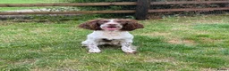 English Springer Spaniel dogs for sale: Working springer spaniels  - Advert 6