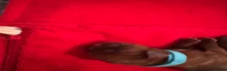 Cavalier King Charles Spaniel dogs for sale: Beautiful Cavalier King Charles Spaniel Puppies 🐶 - Advert 5
