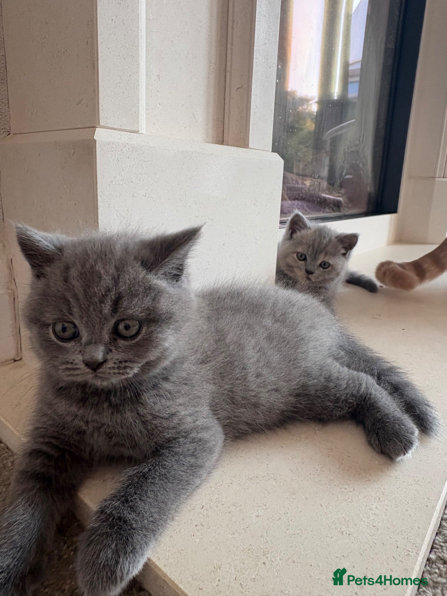 British Shorthair cats Beautiful British Shorthair Kittens Available  - Advert 1