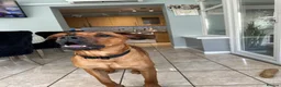 Mixed Breed dogs for sale: Doberman cross bullmastif  in Bargoed - Advert 5