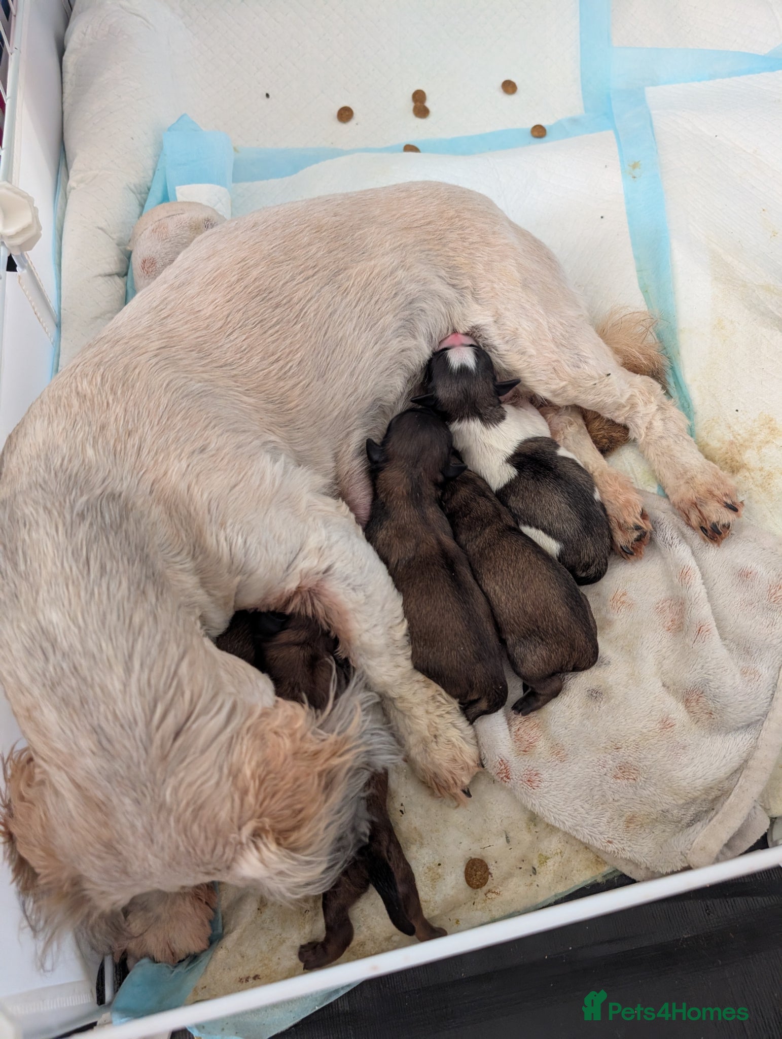 Shih Tzu dogs Gorgeous Shih Tzu puppies looking for forever home - Advert 6