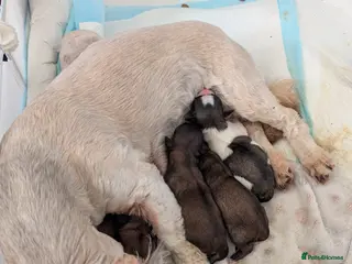 Shih Tzu dogs Gorgeous Shih Tzu puppies looking for forever home - Advert 16