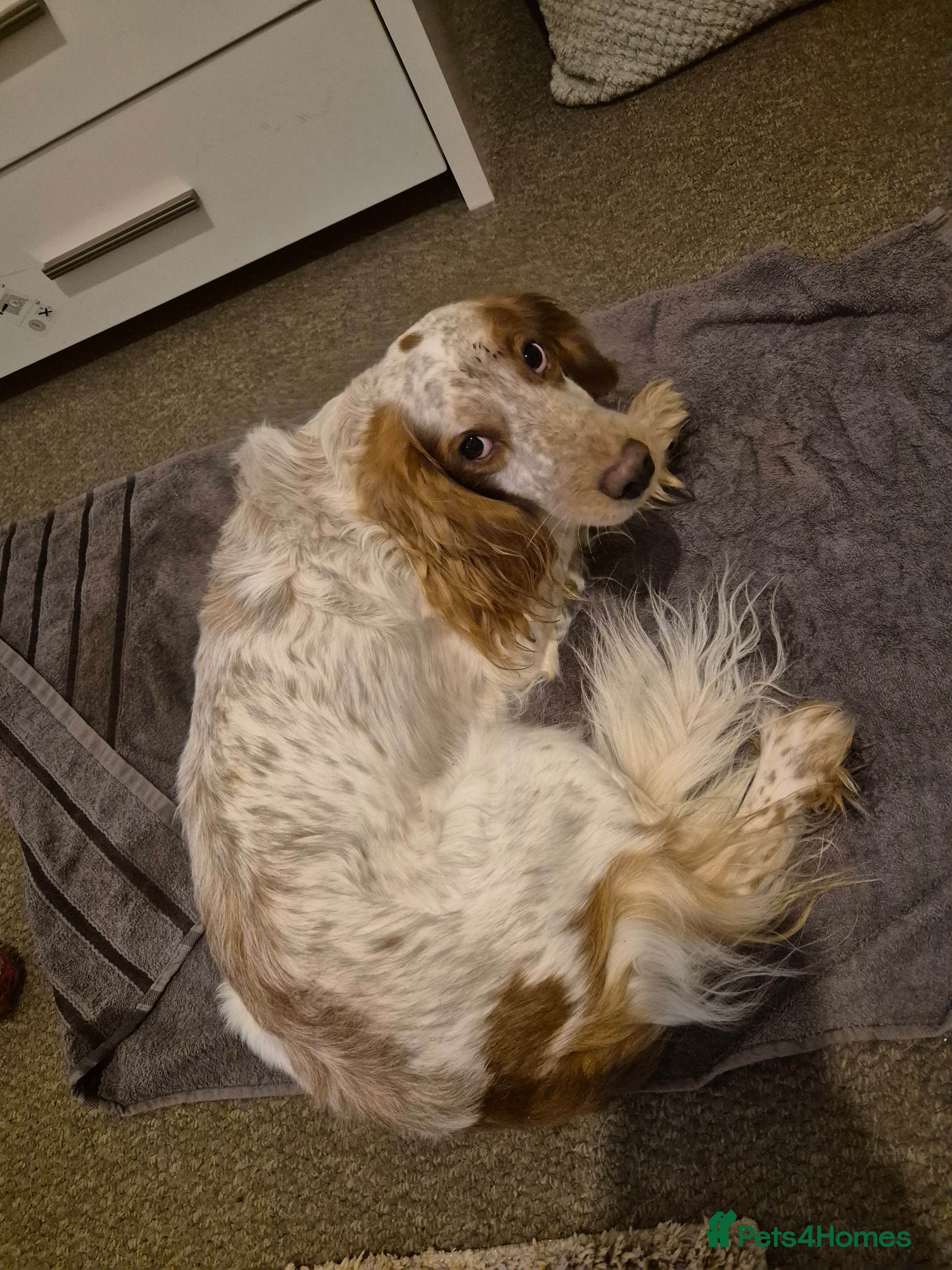 Cocker Spaniel dogs Spaniel  - Advert 1