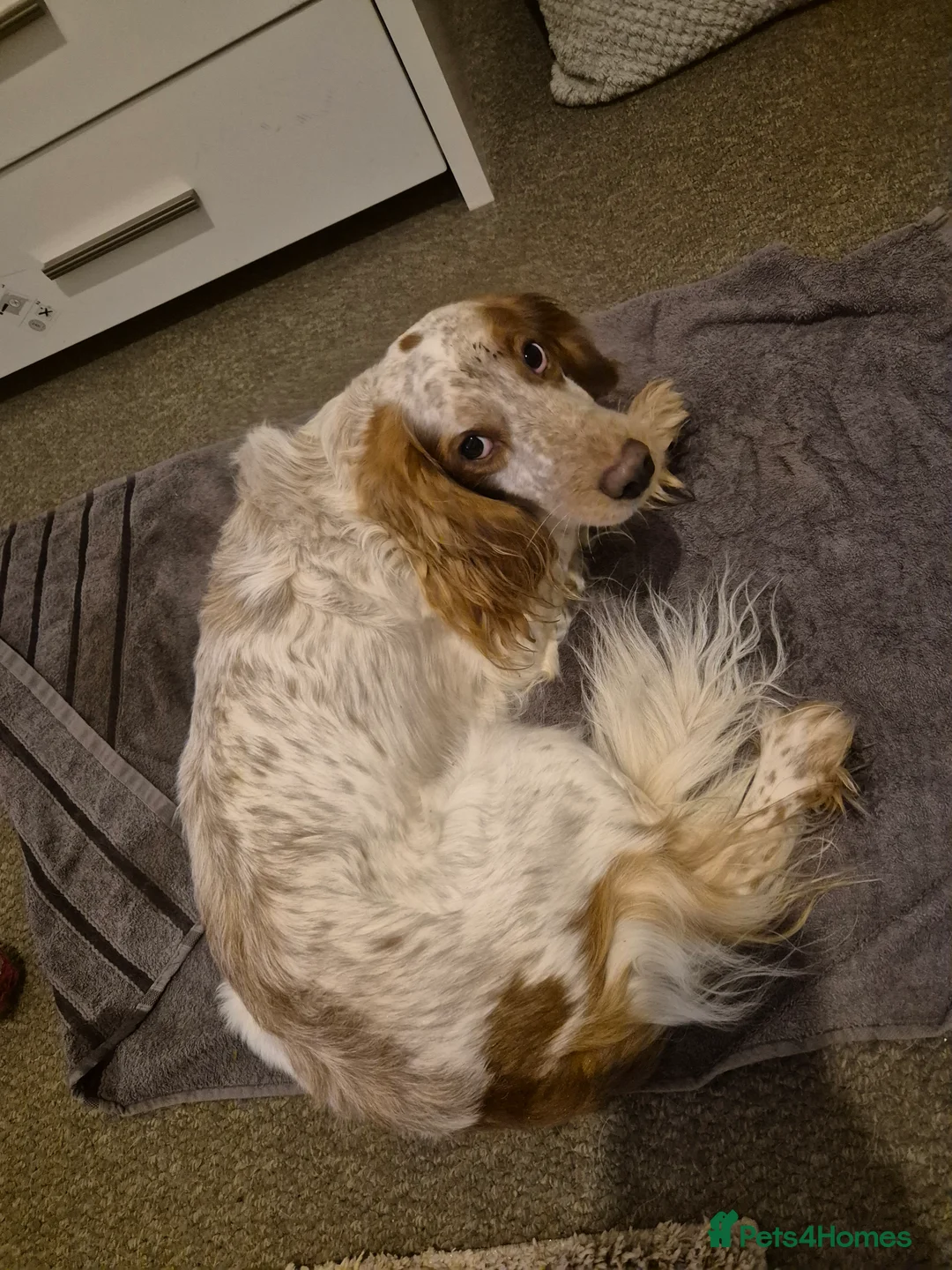 Cocker Spaniel dogs for sale: Spaniel  - Advert 1