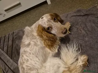 Cocker Spaniel dogs Spaniel - Advert 1