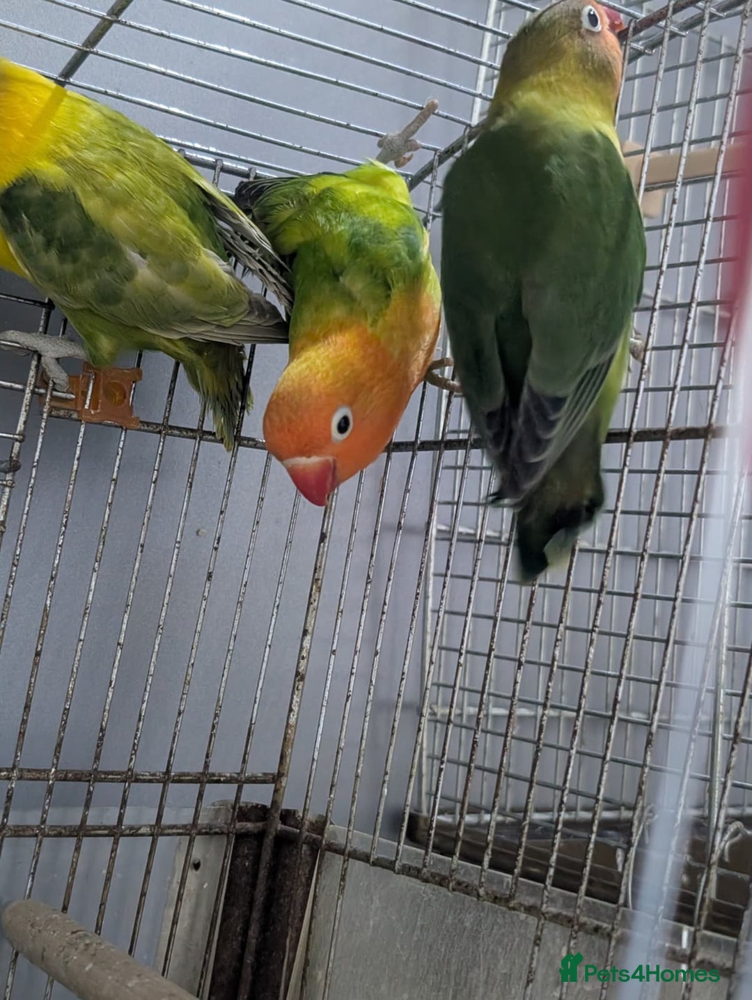 Lovebirds birds for sale: Hand Reared New Born Love Birds - Advert 18