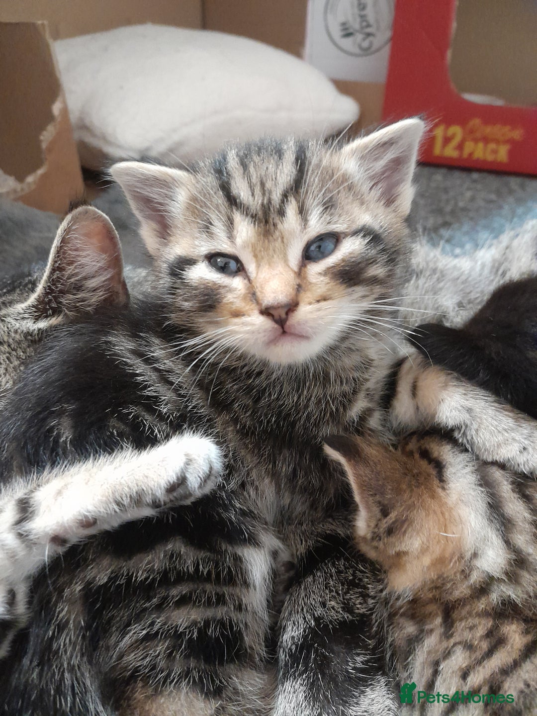 Mixed Breed cats for sale: Playful & cuddly Tabby-Bengal-Mix Kittens £200 - Image 7