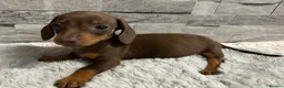 Miniature Dachshund dogs for sale: Miniature dachshund puppies  - Advert 15