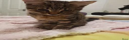 Mixed Breed cats for sale: Beautiful tiger boy - Advert 3