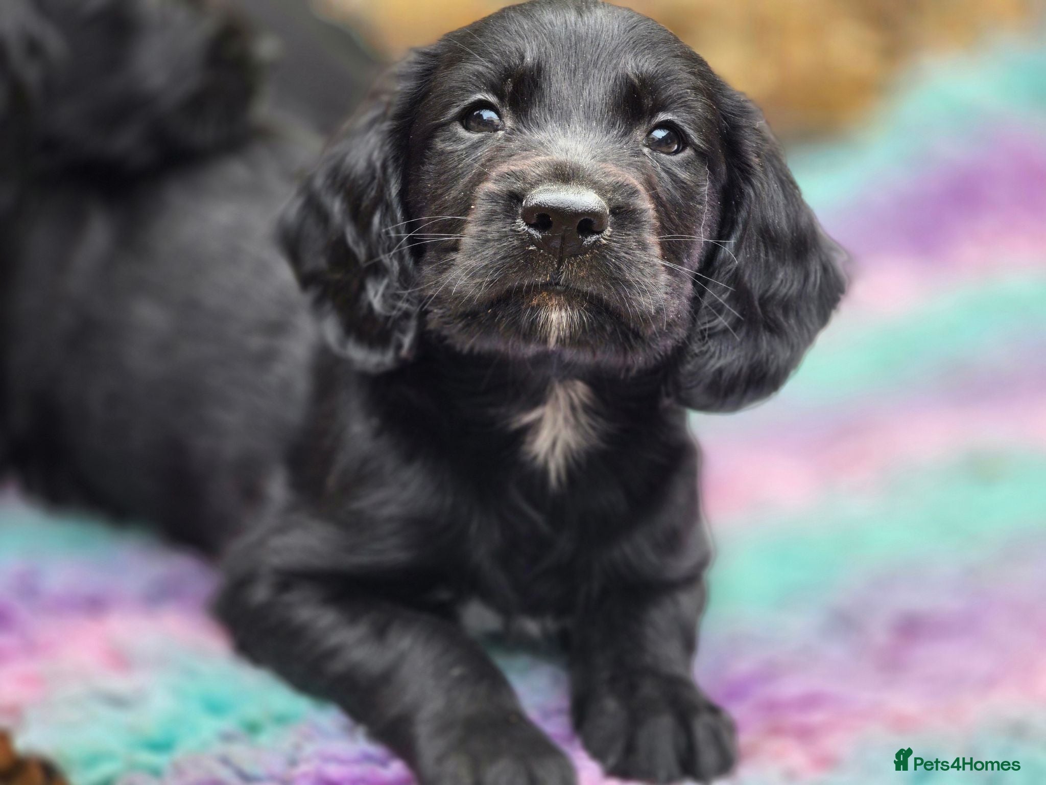 Mixed Breed dogs Spangold puppies  - Advert 2