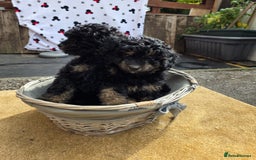 Cavapoo dogs for sale: Cavapoo puppies NEED HOME  - Image 13