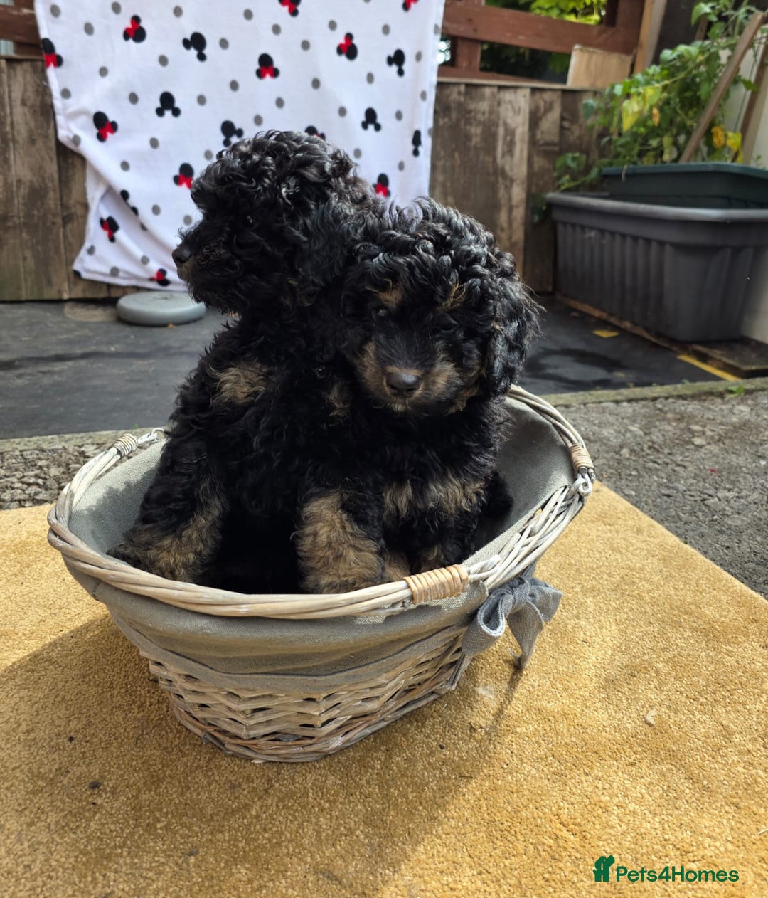 Cavapoo dogs for sale: Cavapoo puppies NEED HOME  - Image 13