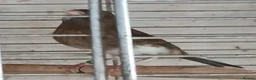 Canaries birds for sale: Canaries Canaries  - Advert 5