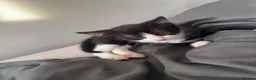 Domestic Shorthair cats for sale: 2 tuxedo kittens for sale - Advert 7