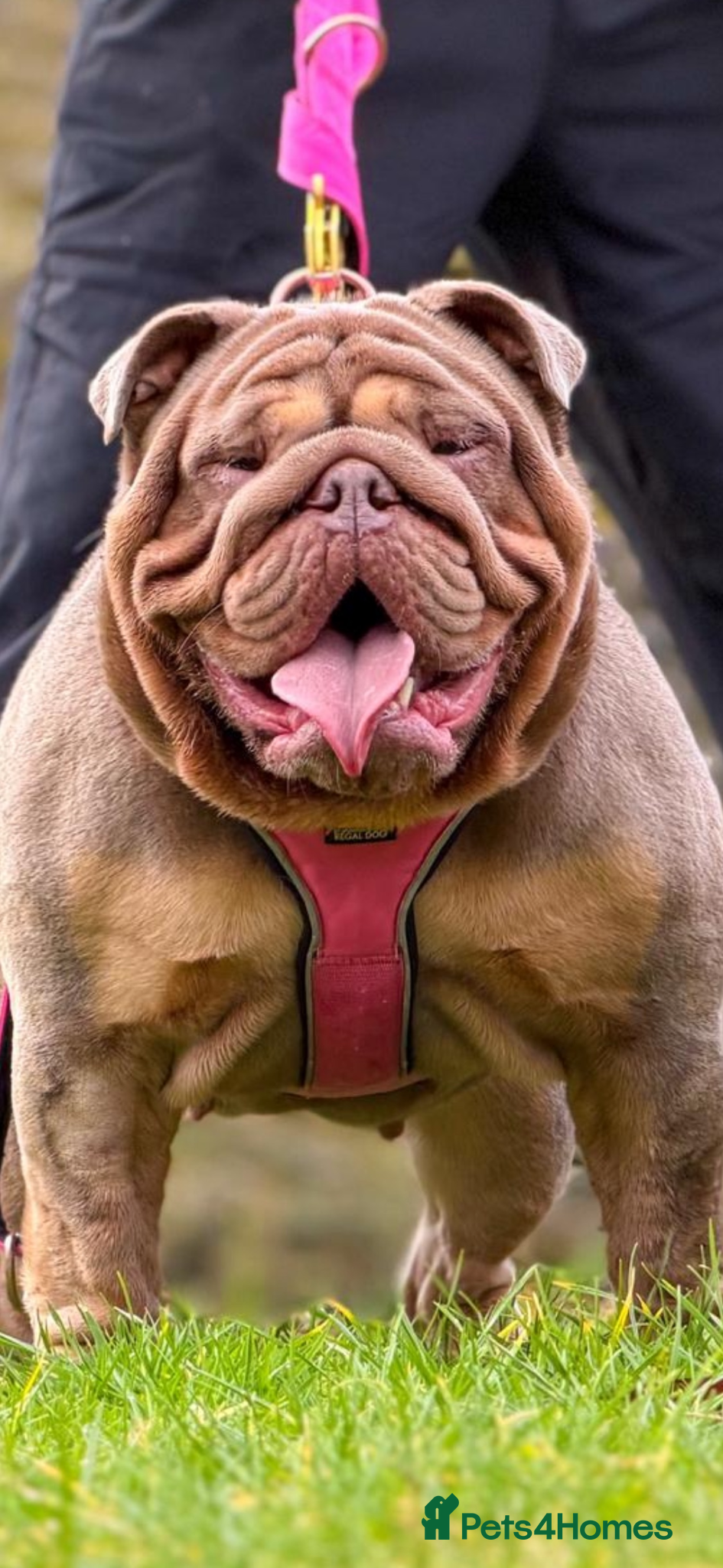 English Bulldog dogs English bulldog puppies  - Advert 4