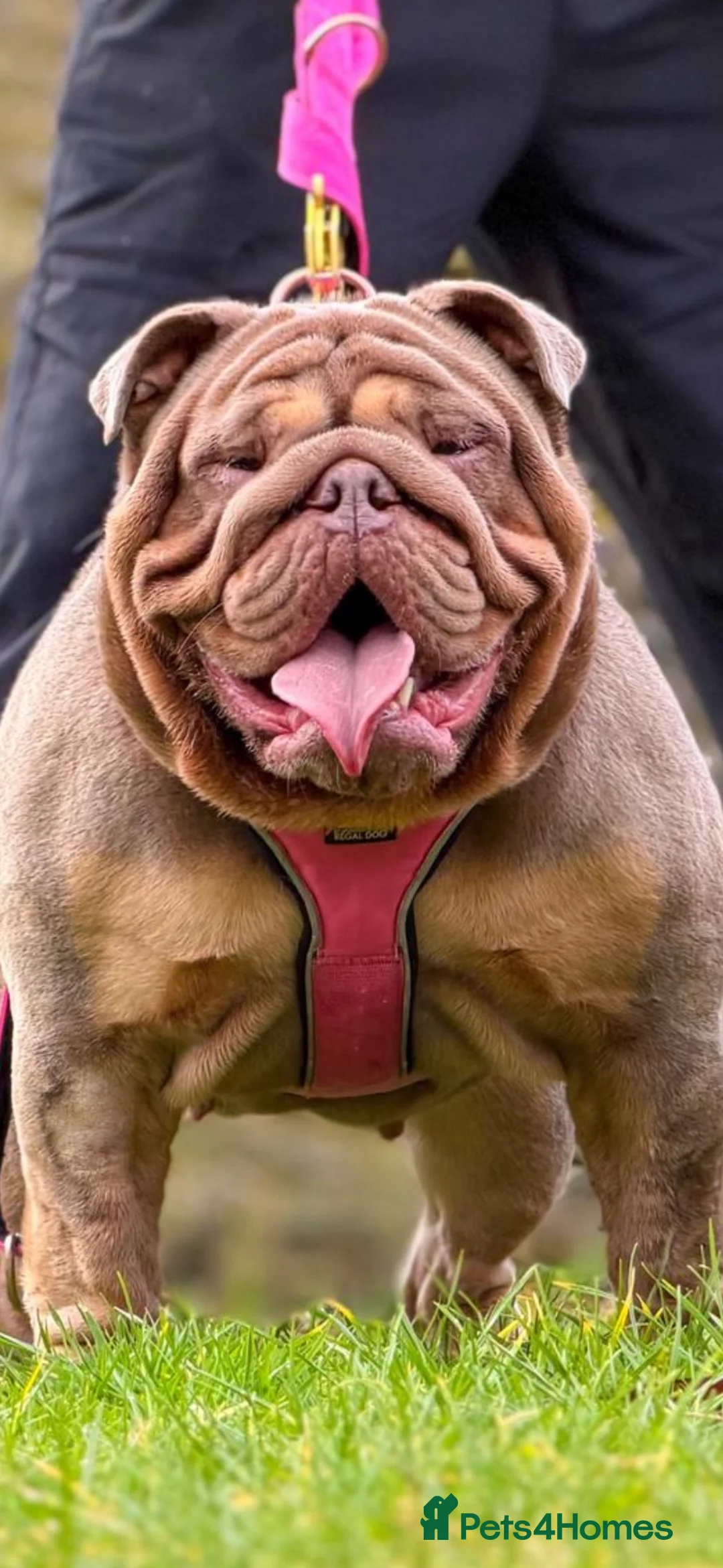 English Bulldog dogs for sale: English bulldog puppies  - Advert 1