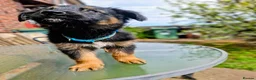 Mixed Breed dogs for sale: German shepherd/husky/springer cross puppies  - Advert 3