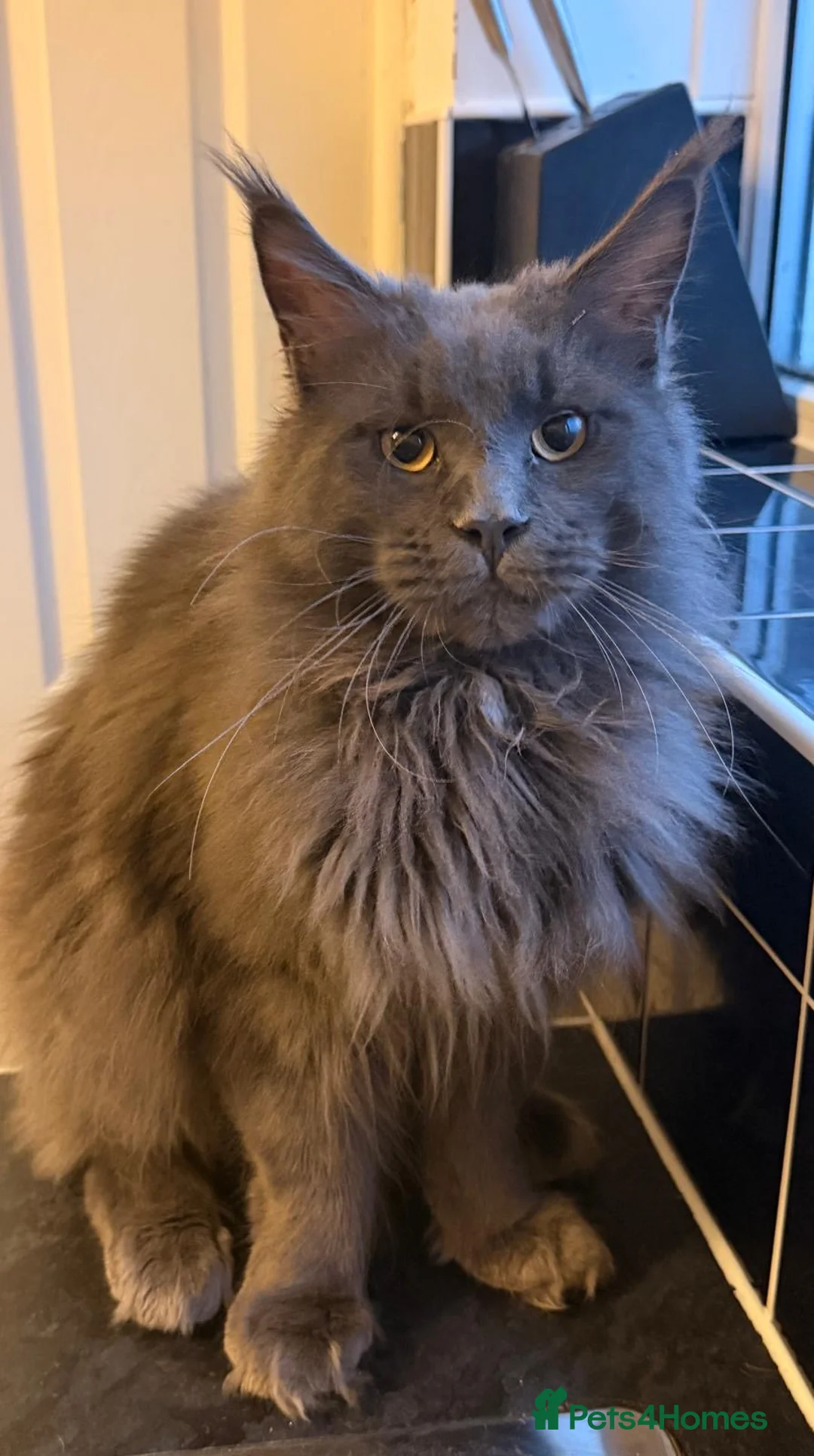 Maine Coon cats for sale: Striking Blue Male Maine Coon 😻 - Advert 6