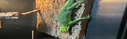 Monitor reptiles for sale: Varanus Prasinus PAIR (Emerald Tree monitors) - Advert 6