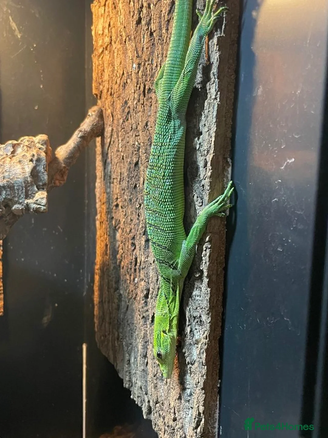 Monitor reptiles for sale: Varanus Prasinus PAIR (Emerald Tree monitors) - Advert 6