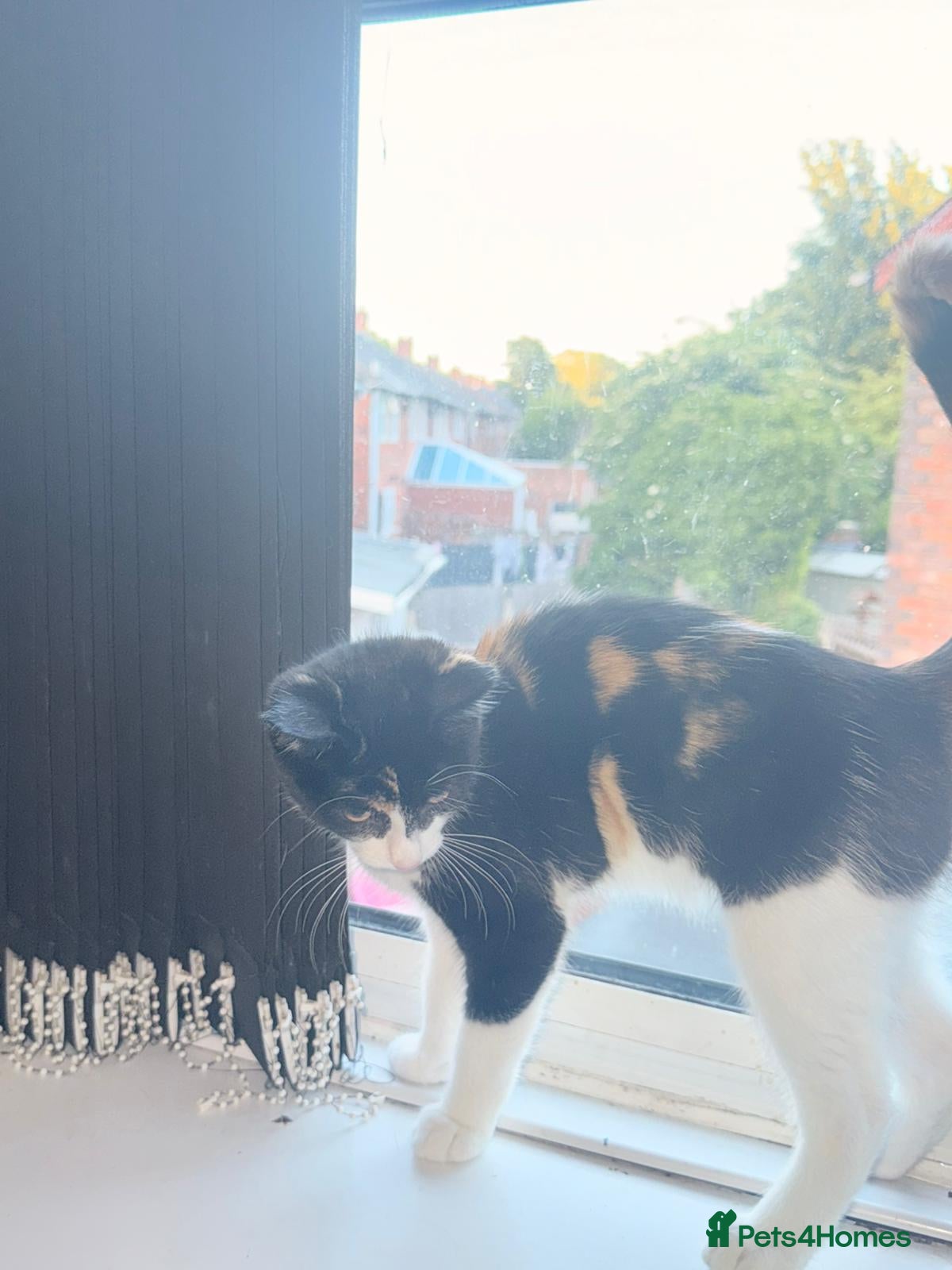 Mixed Breed cats Beautiful girl for sale  - Advert 2