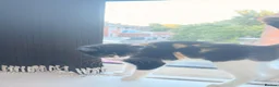 Mixed Breed cats for sale: Beautiful girl for sale  - Advert 2
