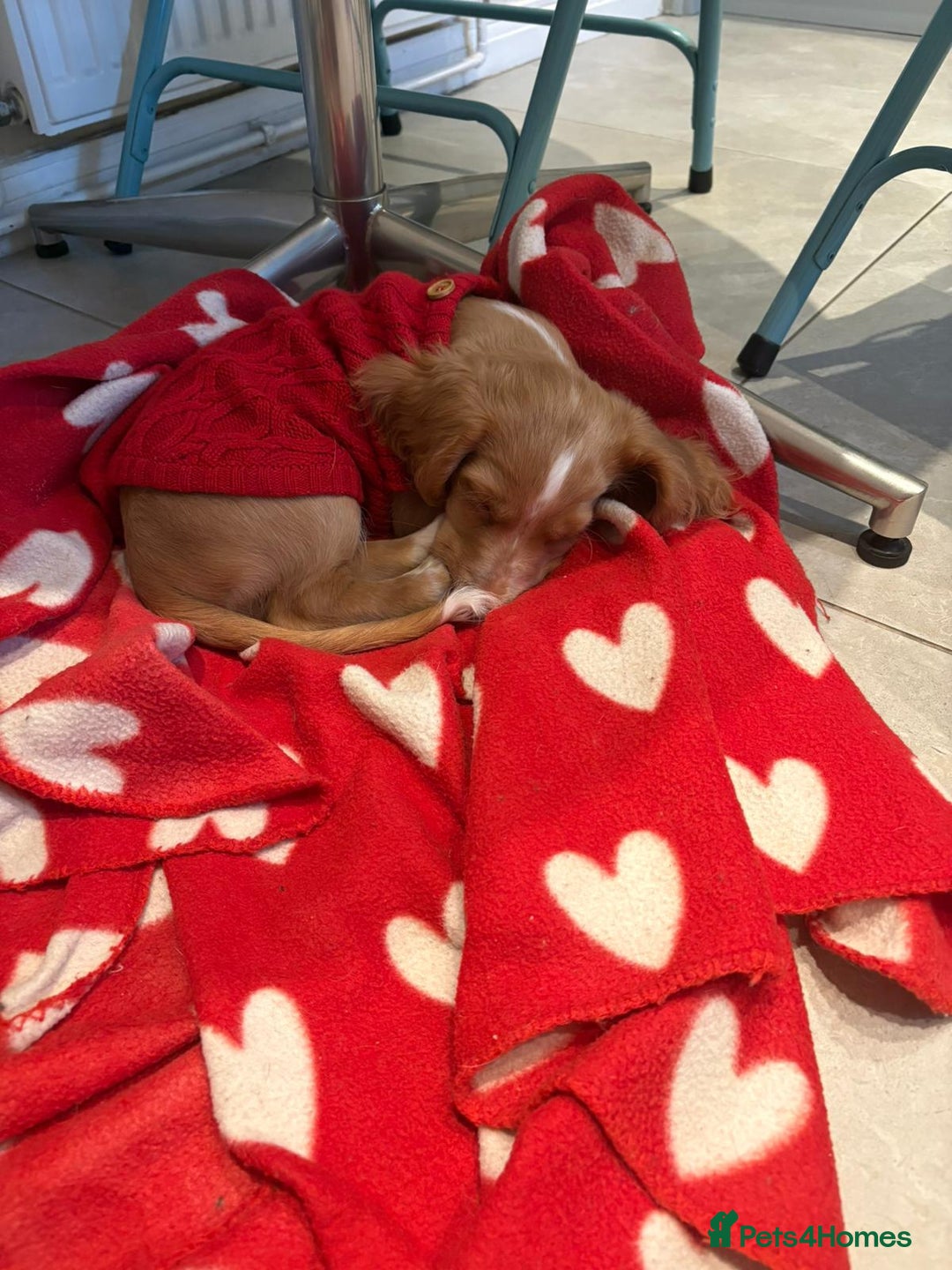 Mixed Breed dogs for sale: Cavachon/ Cocker Spaniel puppy - Advert 4