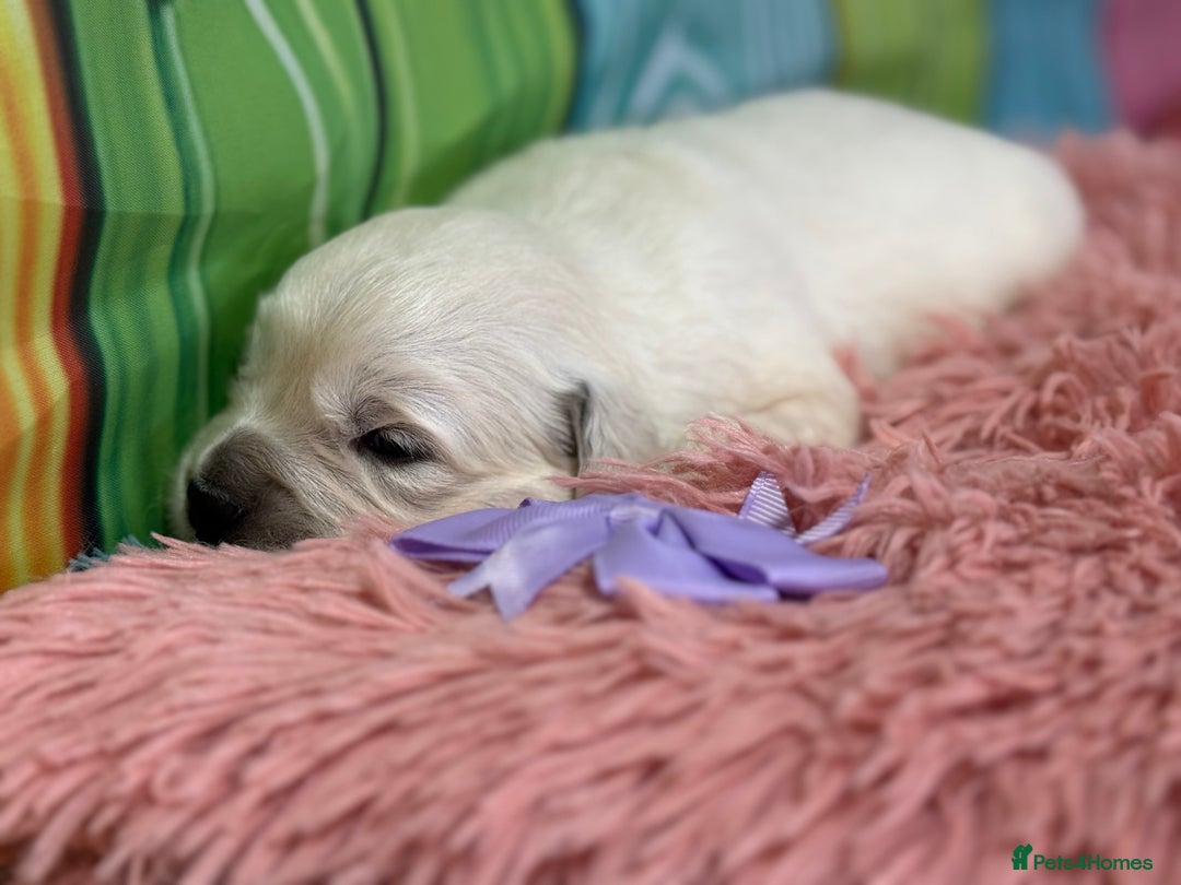 Golden Retriever dogs for sale: Beautiful KC reg DNA clear puppies available  - Advert 15