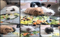 Guinea Pig rodents for sale: Four male guinea pigs for adoption  - Image 2