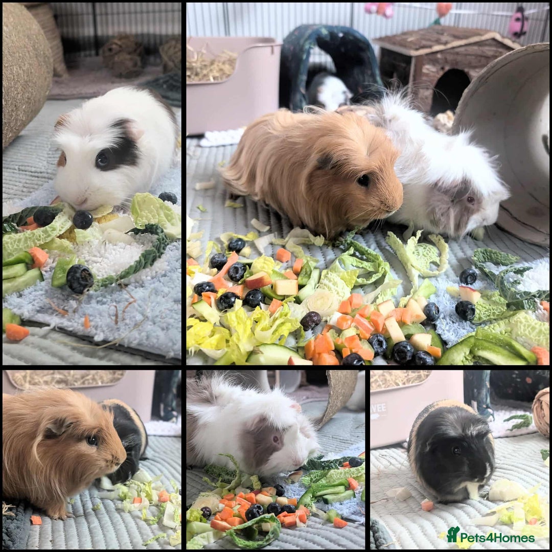 Guinea Pig rodents for sale: Four male guinea pigs for adoption  - Image 2