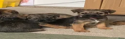 Border Terrier dogs for sale: Healthy Bundles of Border joy  - Advert 8