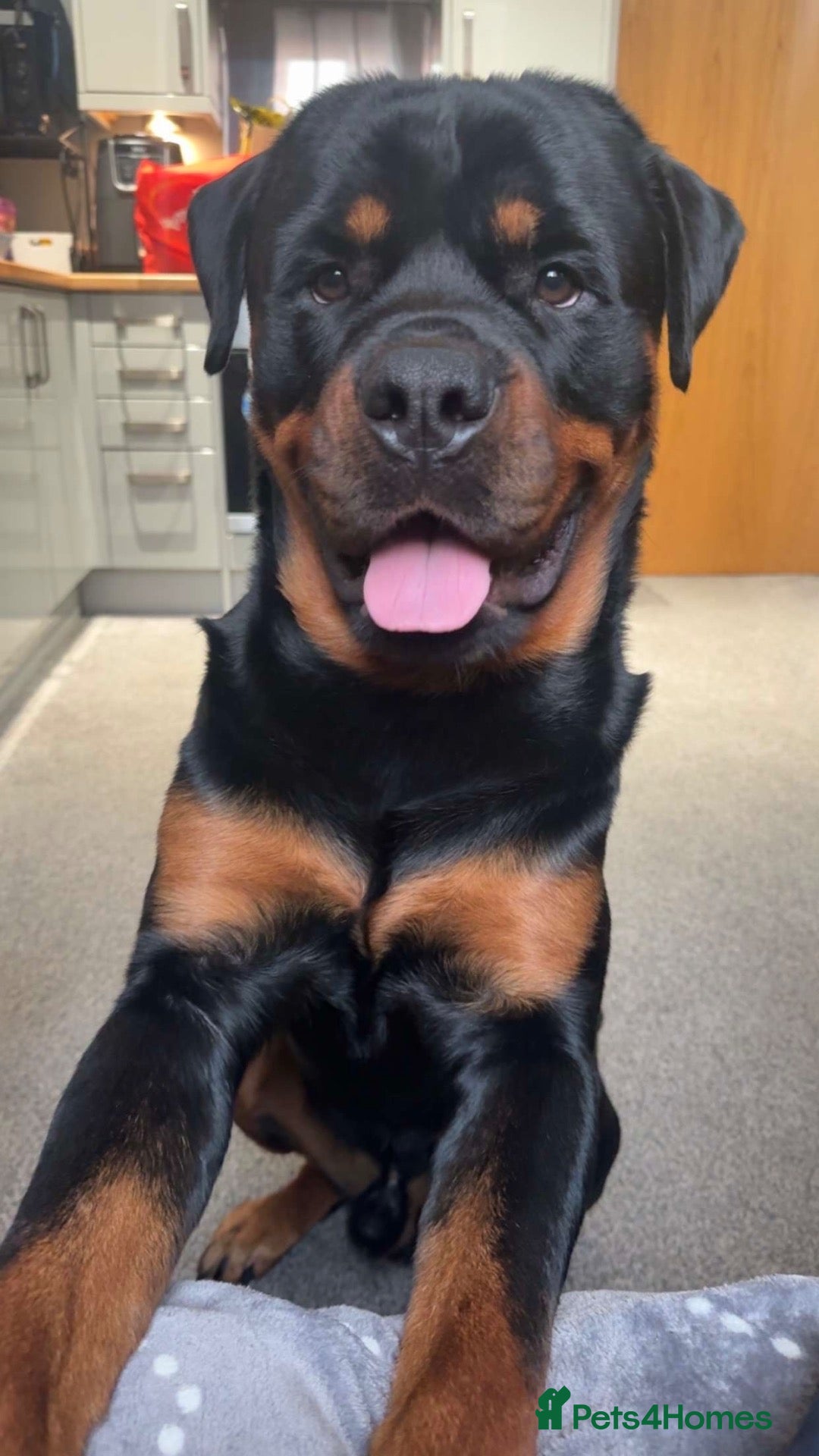 Rottweiler dogs for sale: 2 year old loving Rottweiler boy - Advert 7