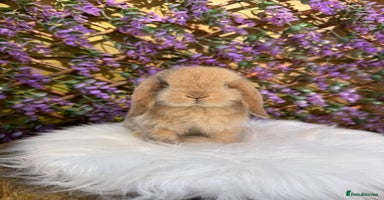 Mini Lop rabbits - Advert 5