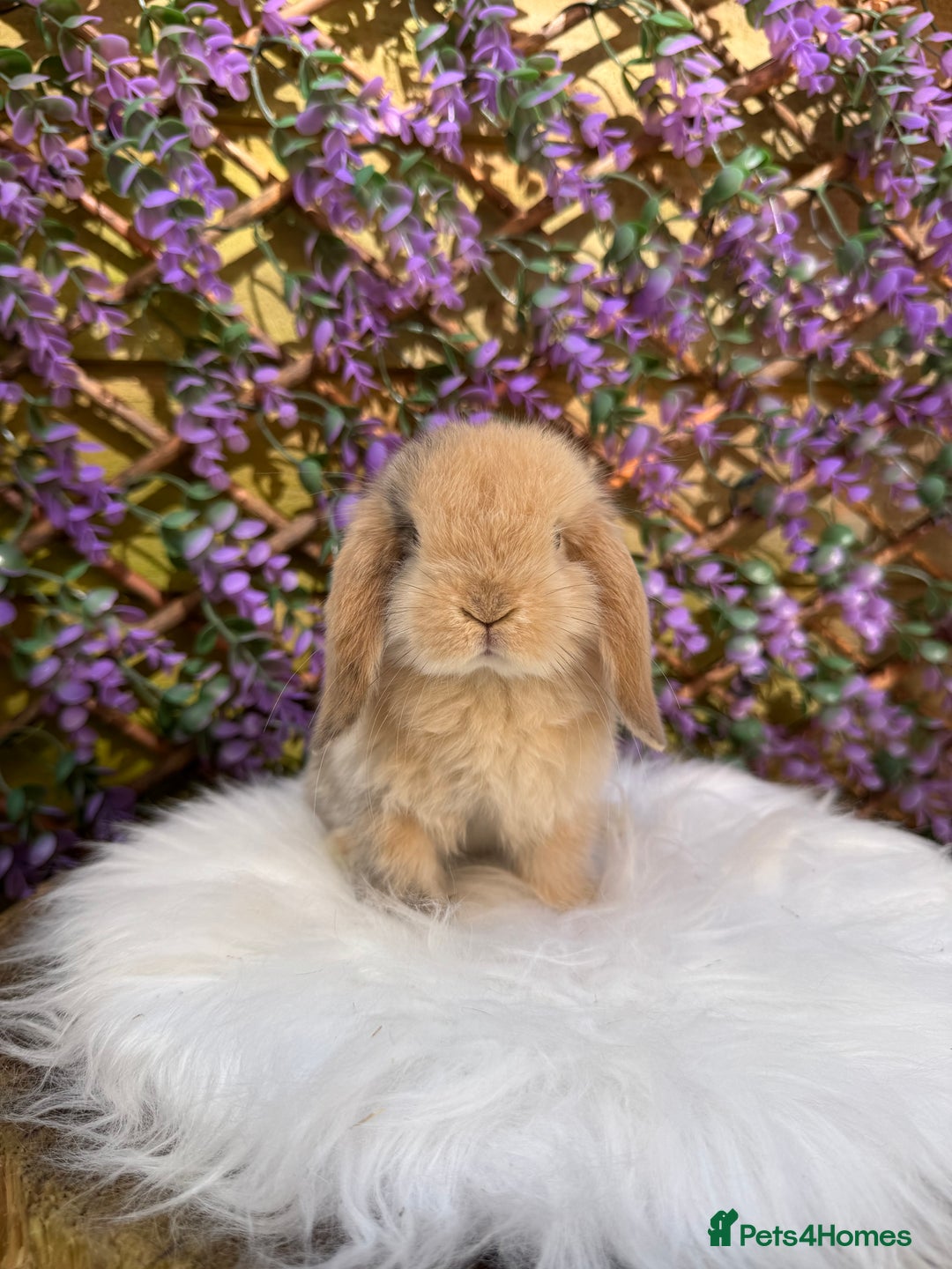 Mini Lop rabbits for sale: Pure Bred Mini lops  - Image 2