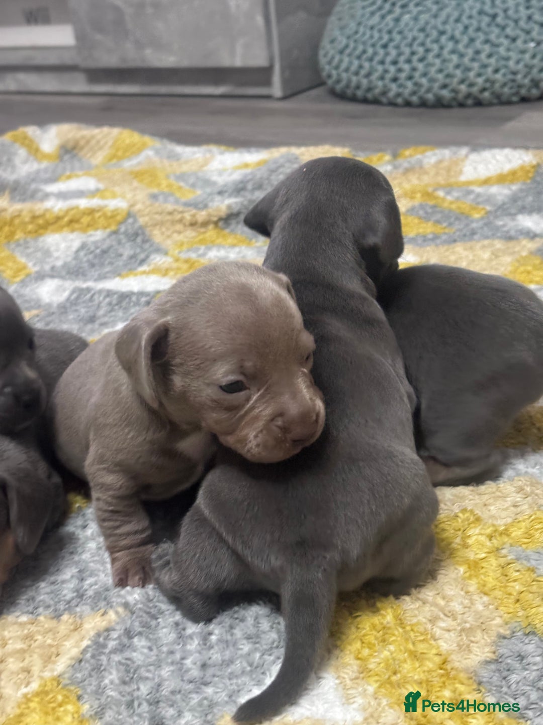 Mixed Breed dogs for sale: Unreal Frenchweiner puppy’s 🥹 - Image 5