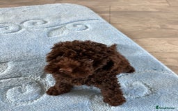 Cockapoo dogs for sale: Beautiful cockapoo puppies  - Image 17