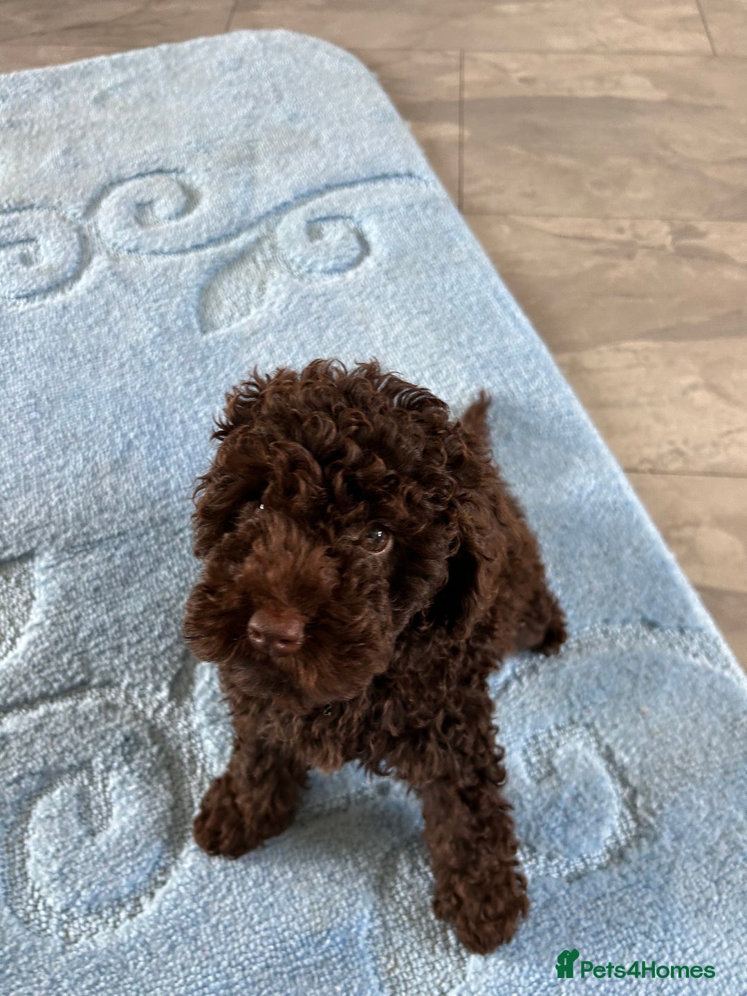 Cockapoo dogs for sale: Beautiful cockapoo puppies  - Image 17