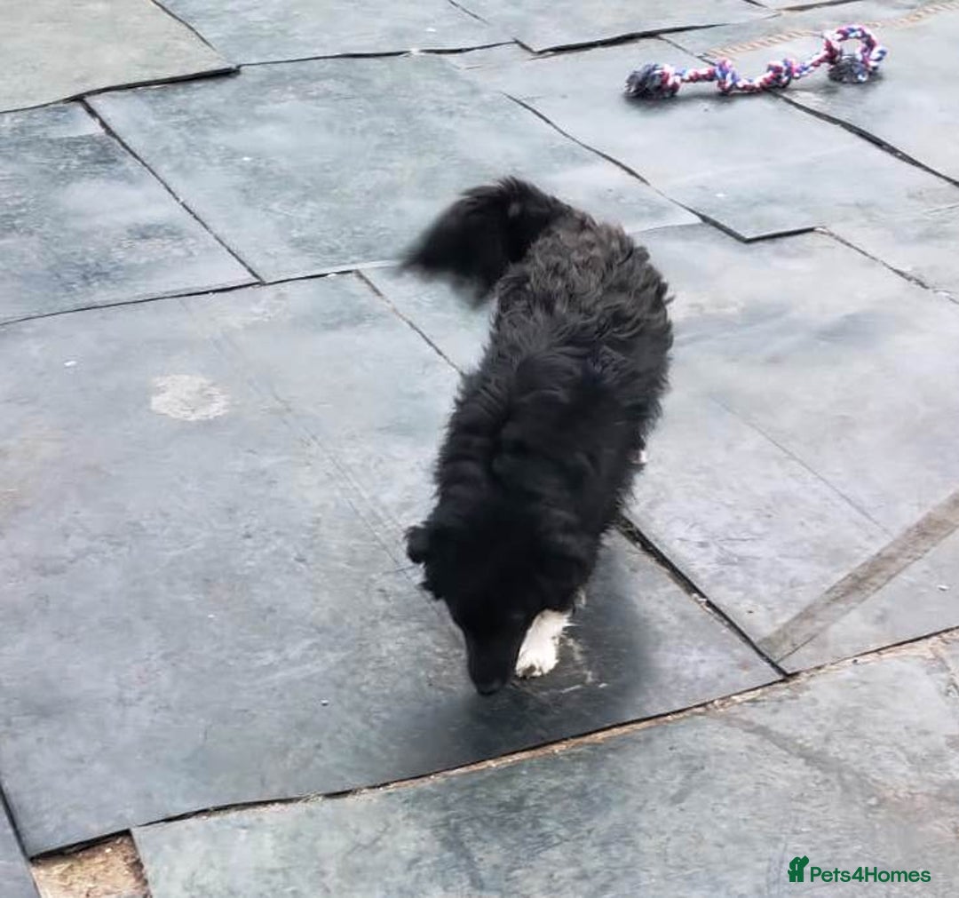 Mixed Breed dogs for adoption: Daisy, a Beautiful Soul - for a Loving Home - Advert 8