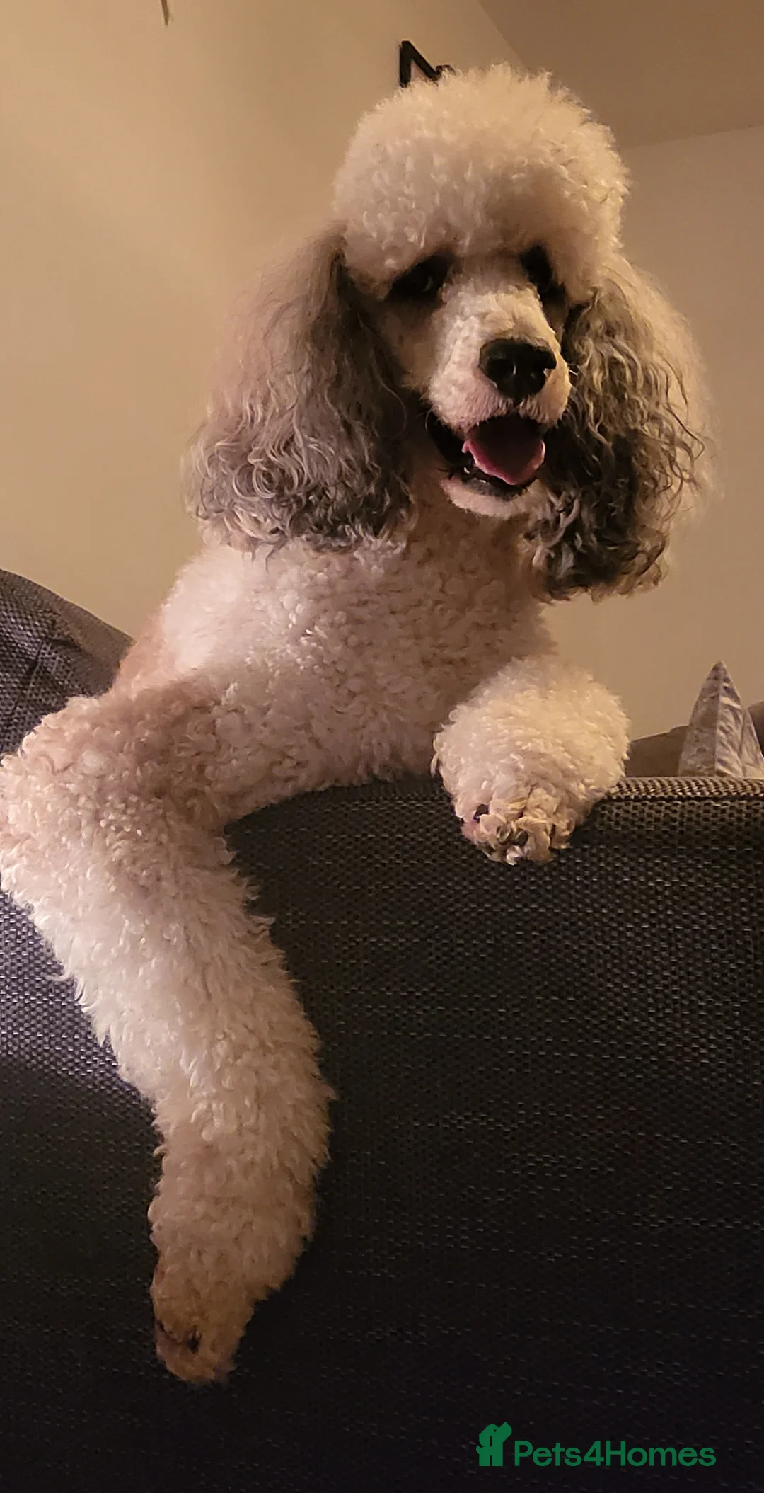 Standard Poodle dogs for stud: K.C Registered Standard poodle in Nottingham - Advert 7