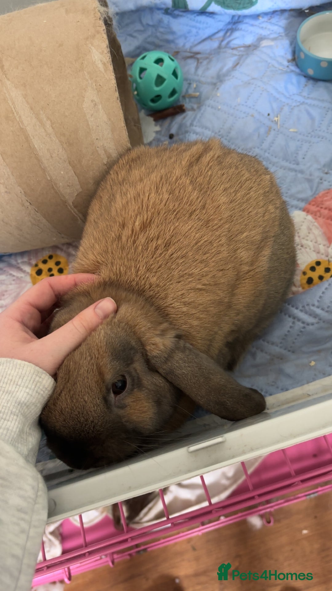 Mini Lop rabbits for sale: Mini lop male  - Image 2