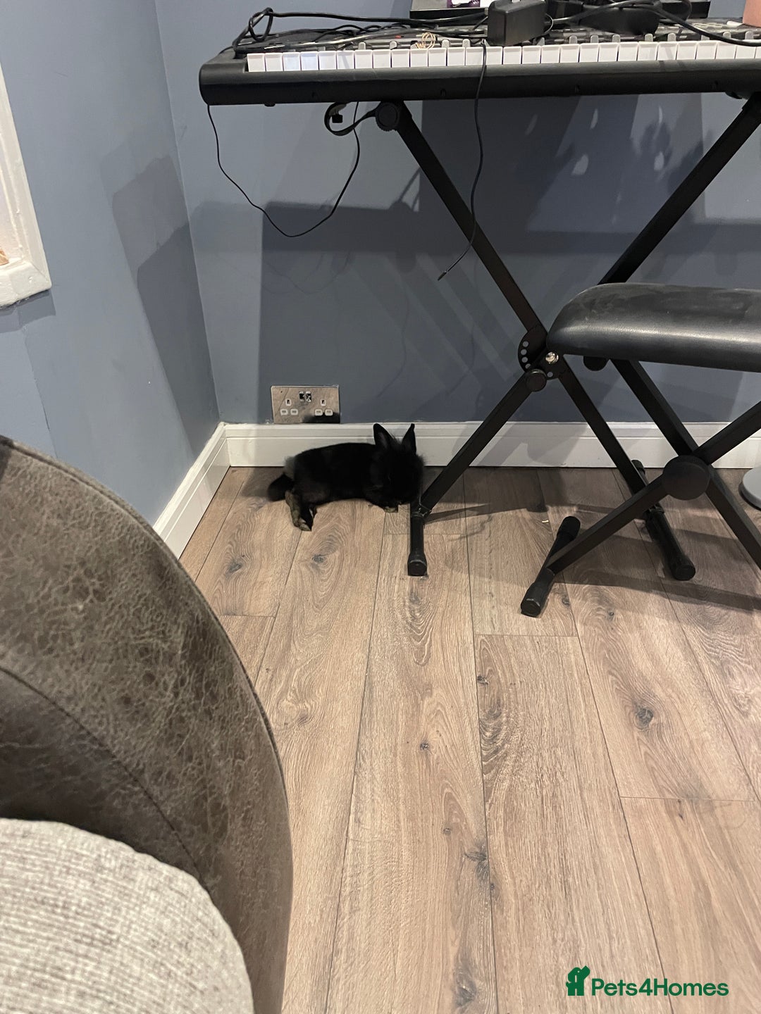 Lionhead rabbits for sale: 3-4 month lionhead mix looking for new home  - Image 4