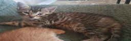 Mixed Breed cats for sale: 1 x female tabby  - Advert 1