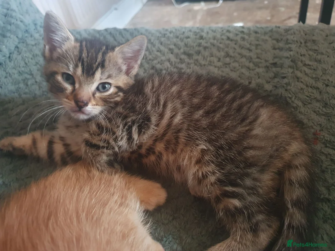 Mixed Breed cats for sale: 1 x female tabby  - Advert 1