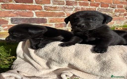 Labrador Retriever dogs for sale: Stunning Black Labrador Puppies KC Parents  - Image 8