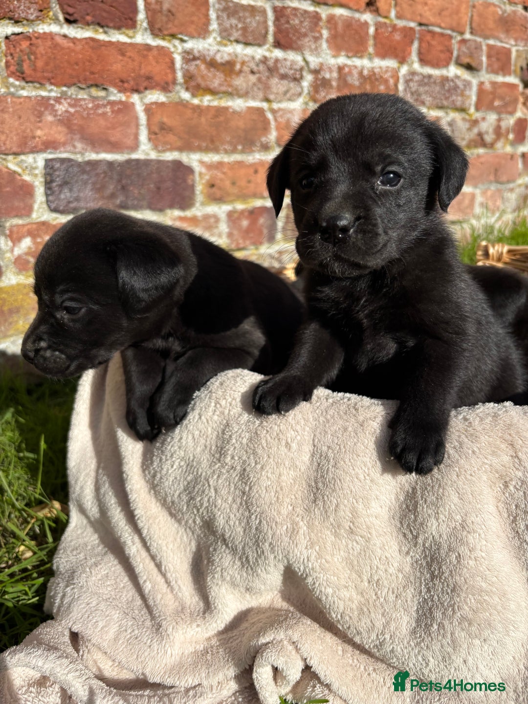 Labrador Retriever dogs for sale: Stunning Black Labrador Puppies KC Parents  - Image 8