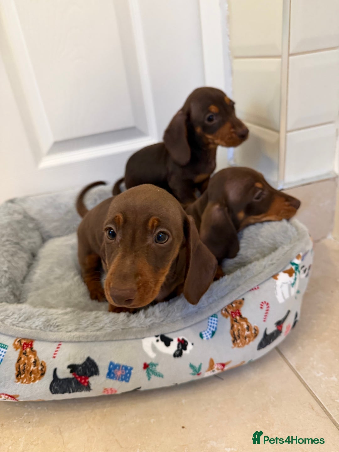 Miniature Dachshund dogs for sale: Miniature chocolate n tan dachshunds - Advert 6